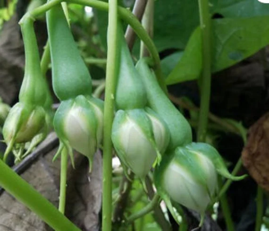 10-100 Clove Bean Seeds. Avarai Alanga Bean. From Sri Lanka