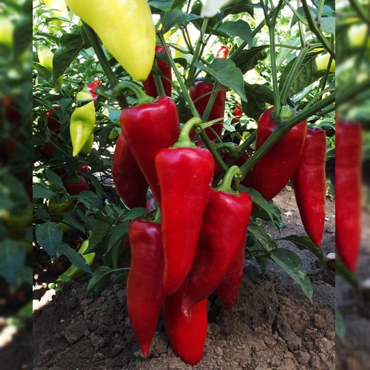 Sweet Pepper Sakura Seeds Open-Pollinating Non Gmo For Planting | 204551