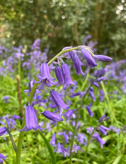 English Bluebell Bulbs | Cultivated Ready To Plant | Free Postage UK