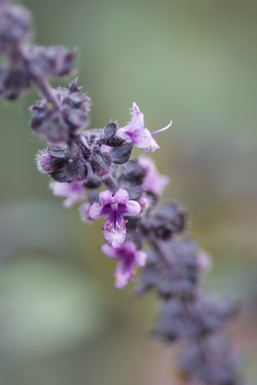Cinnamon Basil Seeds, 500 Seeds // Heirloom, Non-Gmo, Open Pollinated, Herb Garden, Ocimum Basilicum
