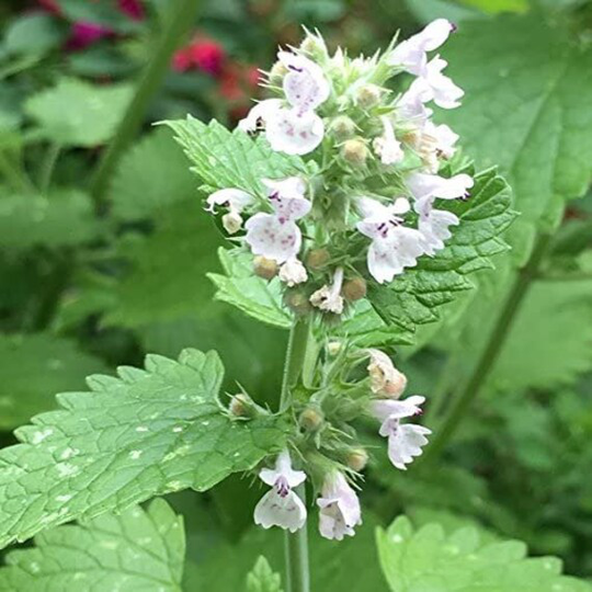 Usa Seller Common Catmint 100 Seeds | Mentha