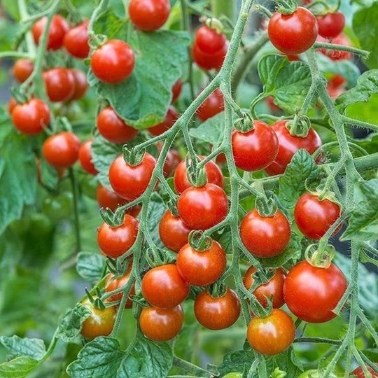 Organic Cherry Tomato Seeds; Sweetie - Ready in 65-70 Days, Perfect For Patio's