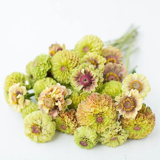 Queen Lime Blush Zinnia Seeds | An Easy To Grow Rare Novelty Cut Flower