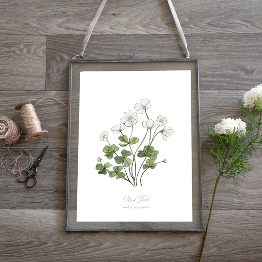 Wood Sorrel, Herb Botanical Print, Plant Illustration Kitchen Art, Foragers Gift, Wall Art