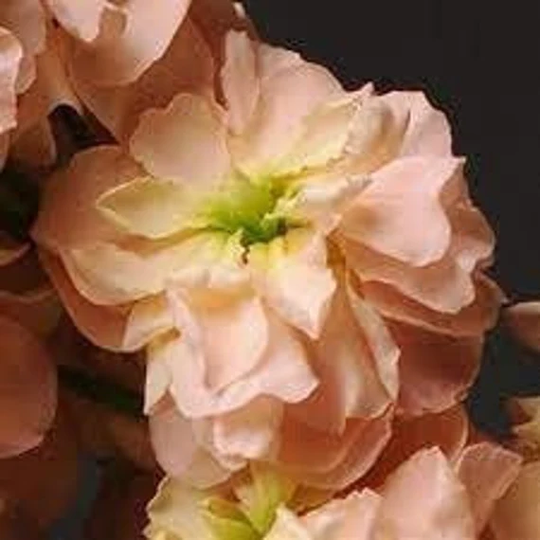 Seeds - Katz Apricot Stock Matthiola