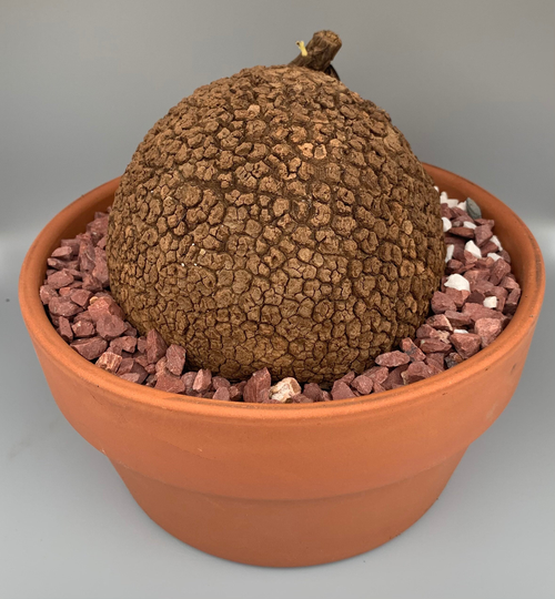 Large Stephania Suberosa Shown in 8 Inch Pot
