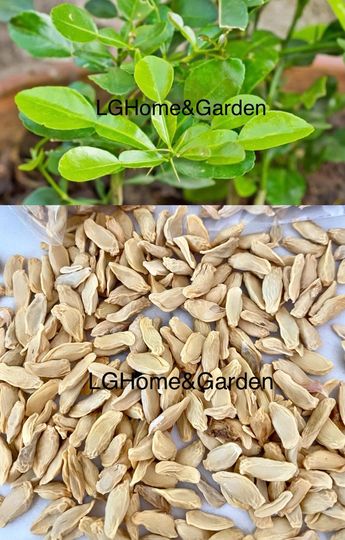Us Seller, Kaffir Lime Seed(Citrus Hystrix, Makrut Seeds