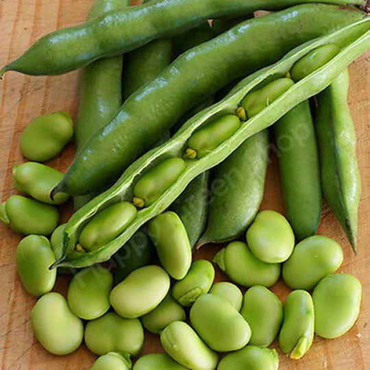 15 Seeds - Broad Bean Bison High Yielding Variety Vegetable