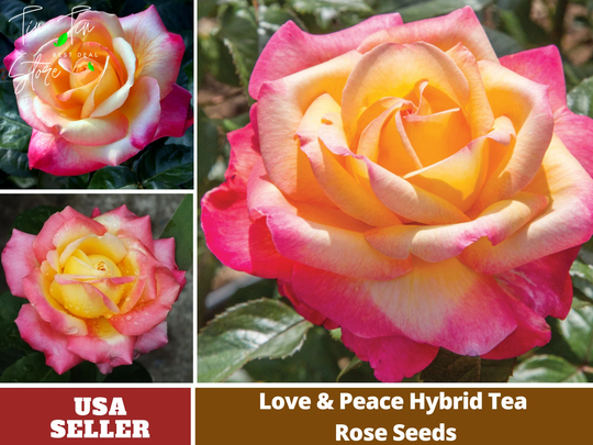 30 Rare Seed-Love&peace Rose Bush-#1093-Authentic Seeds-Flowers-Seeds-Rose Seeds-Herb Seeds-Vegetable Seeds-Mix Seeds For Plant - B3G1