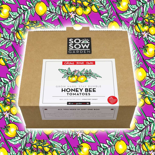 Honey Bee Tomato Grow Your Own Kit