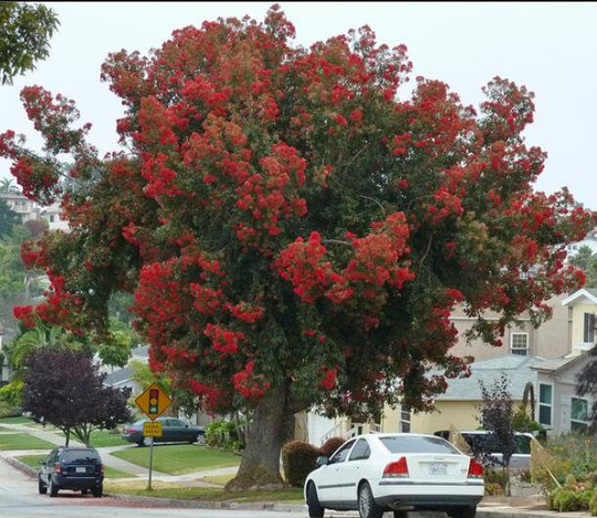 10 Eucalyptus Ficifolia Seeds - Albany Red Flowering Gum, Corymbia Seeds
