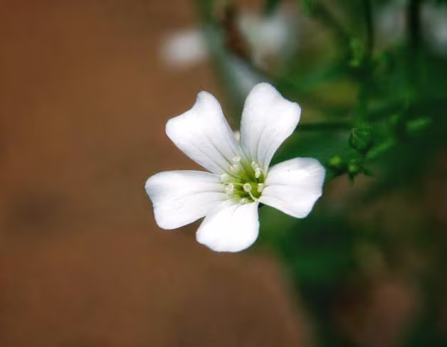 Gypsophila Monarch White 250 Seeds Annual | A Delightful Cut Flower