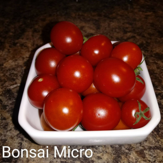 Bonsai Micro Dwarf Tomato Seeds