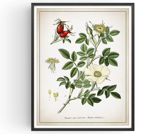 Dog Rose - Botanical Print Vintage Aromatherapy Art Rose Hip Medicinal Plant Botany Wild Unframed