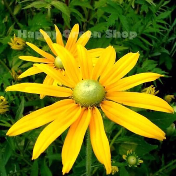 Rudbeckia - Green Eyes 300 Seeds Annual Flower Coneflower Irish Eyes