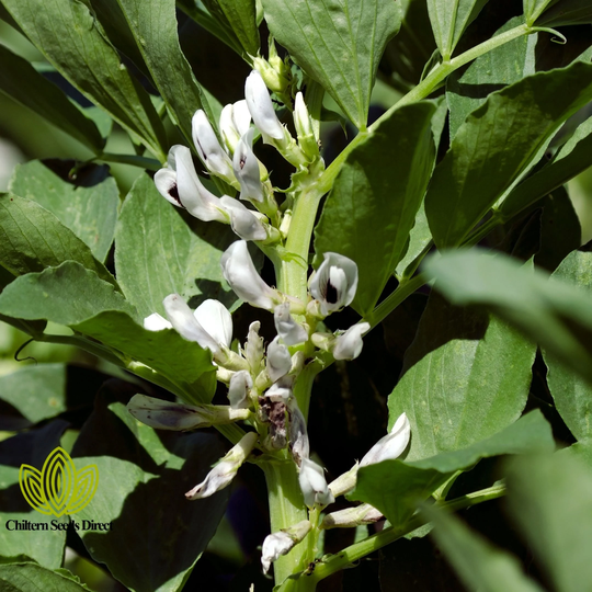 Flower - Broad Bean Aquadulce Claudia Organic 15 Quality Seeds