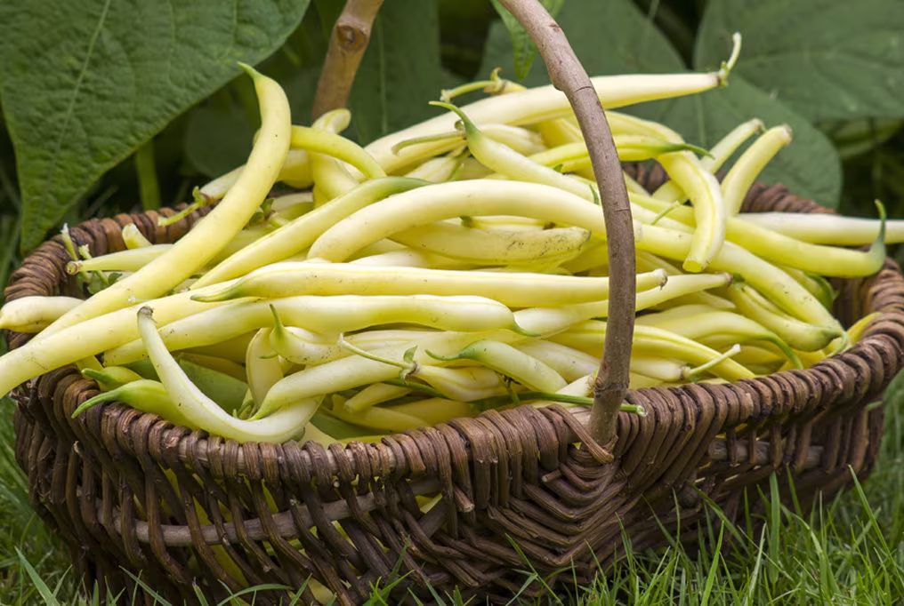 Organic French Yellow Bean Seeds | Beurre De Rocquencourt Bush Rocquencourt| Heirloom, Open Pollinated, Non Gmo - 10 Seeds Packet
