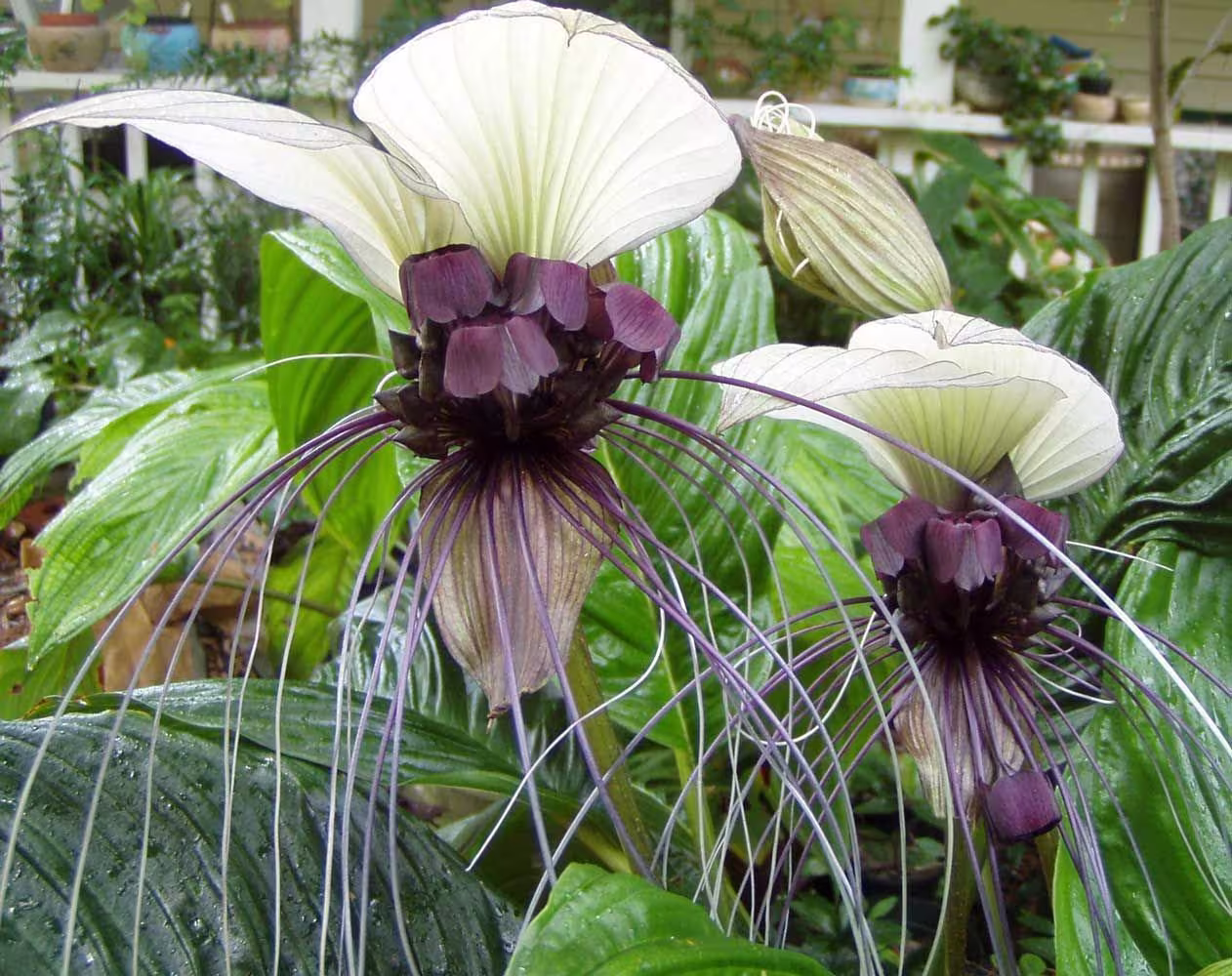 Tacca Nivea - White Bat Flower Head Lily 5 Seeds