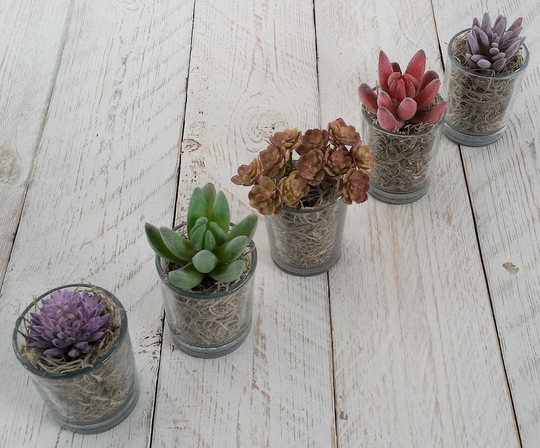 Succulent Plants Artificial Green Pink Purple Grey Small Faux Succulents in Little Glass Vases Wedding Favours Indoor Planter Gifts For Her