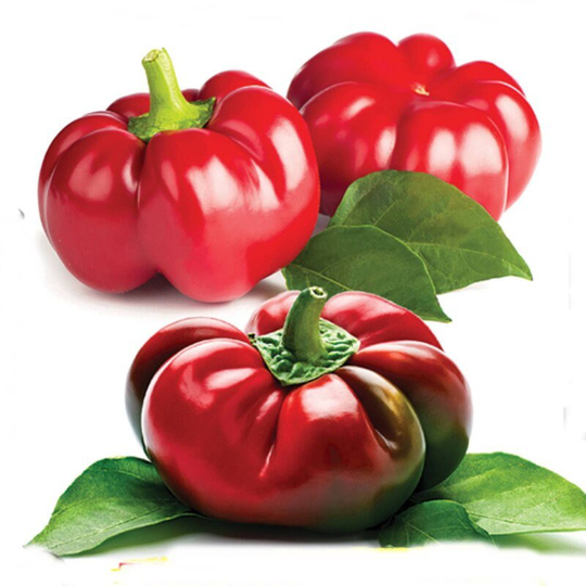 Sweet Pepper Gamba Seeds Open-Pollinating Non Gmo For Planting | 204606
