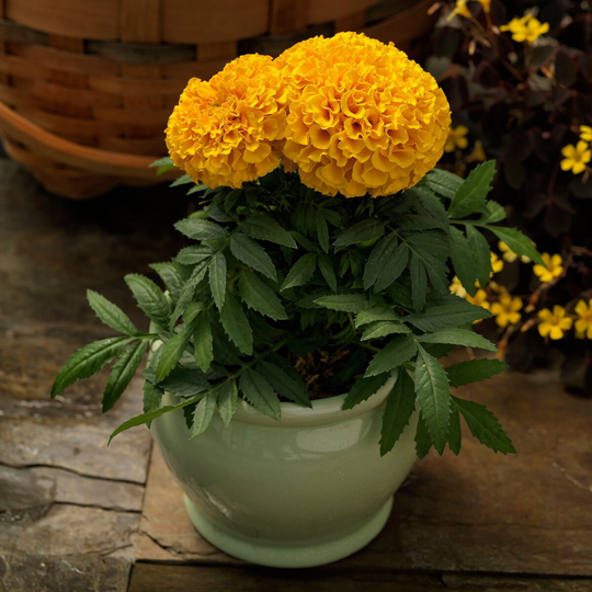 Marigold Seeds Proud Mari Gold 25 Thru 500