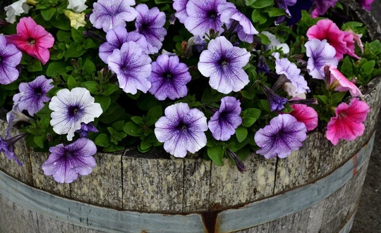 Petunia Dwarf Veined Mixed Colors, Gmo Free, Seeds