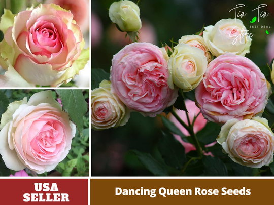 30 Rare Seed-Dancing Queen Rose Seeds - Perennial -Authentic Seeds-Flowers -Organic. Non Gmo -Vegetable Seeds-Mix For Plant-B3G1#1090