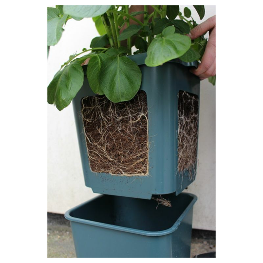 Potato Pot - PGP001 - Agralan