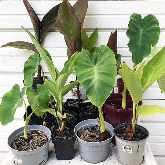 Elephant Ear Plants & Canna Lily - Live Plants Houseplants Small Starter Plants Indoor Or Outdoor/Garden Spaces. Easy Care Fast Growing