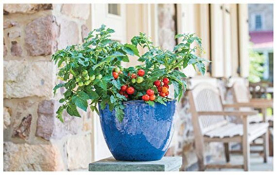 Vegetable - Tomato Dwarf Veranda Red 5 Premium Quality Seeds First Class
