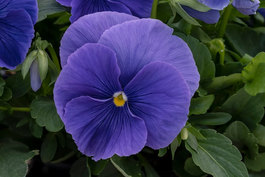 Pansy Seeds Spring Grandio True Blue 50 Thru 500