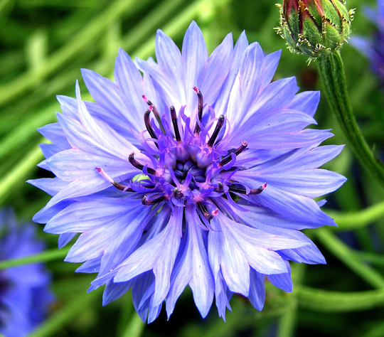 Cornflower - 200 Seeds Non Gmo