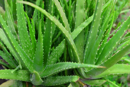 6 Bareroot Aloe Vera Medicine Plants