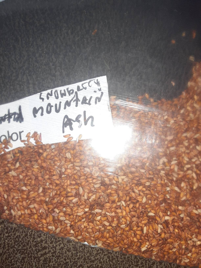 Snowberry Mountain Ash Tree Seeds