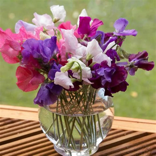 50 Sweet Pea Mammoth Mix Seeds Very Fragrant Beautiful Cut Flowers