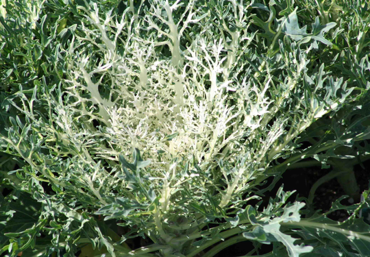 30 White Peacock Ornamental Cabbage Kale Brassica Seeds Samen Semi Sementi Semillas Graines Somen Nasiona Zaad Zaden Sementes Siemenet