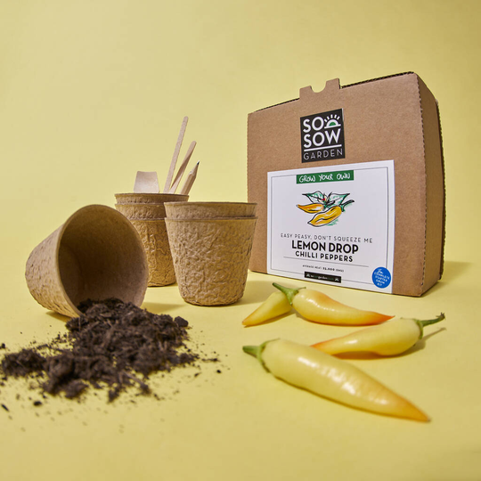 Lemon Drop Chilli Pepper Grow Your Own Kit