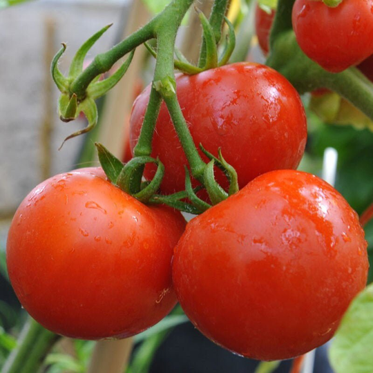 25 Ailsa Craig Tomato Seeds
