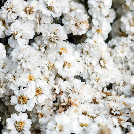 Usa Seller The Pearl Yarrow Seeds 100 Seeds Heirloom Achillea Millefolium