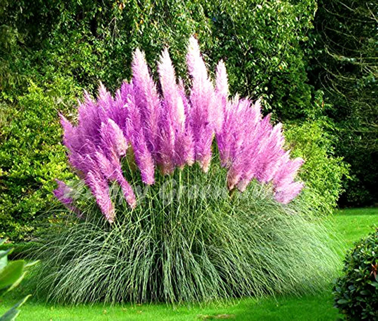 200 Seeds - Pampas Grass Pink Feather Cortaderia Selloana Ornamental Grass