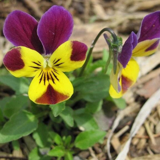 Viola Johnny Jump Up Flower Seed 45