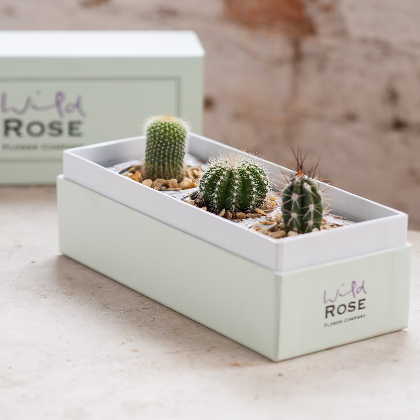 The Cacti Garden in A Beautifully Crafted Gift Box