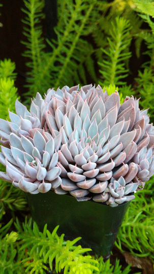 Graptopetalum Rusbyi- 10 Seeds - Stunning Purple Succulent