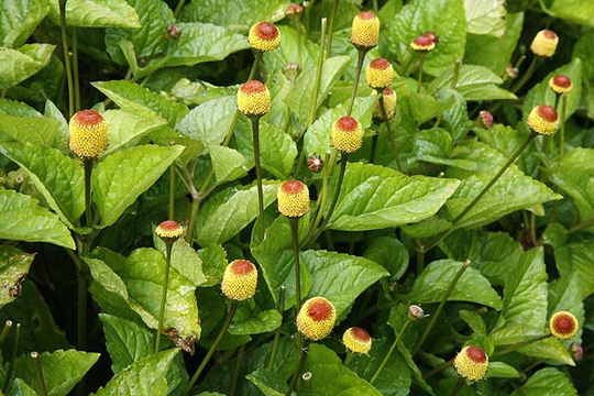 1000 Spilanthes Acmella Seeds , Toothache Plant