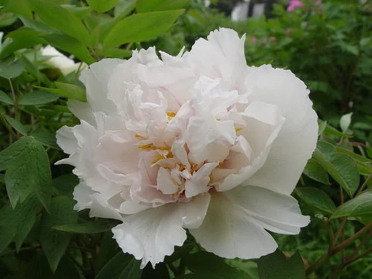5 Double Bloom White Peony Flower Seeds K1001