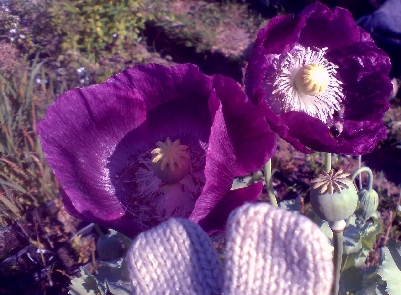 100 X Purple Poppy Seeds Papaver Harvested in Dorsetshire 2022
