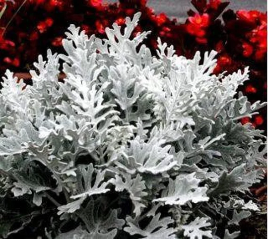 Silver Dust Plant Seeds