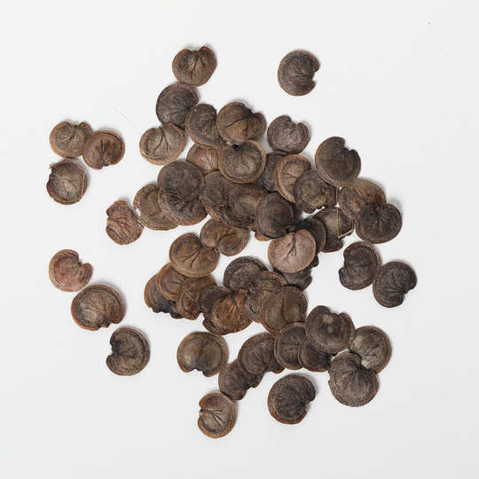 Lunaria Seeds, Money Plant, Honesty Seeds, Annua, Silver Dollar Seeds | 100 Seeds