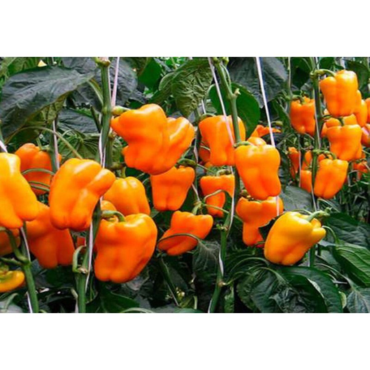 Sweet Pepper Zorzha Seeds Heirloom Non Gmo For Planting | 202418