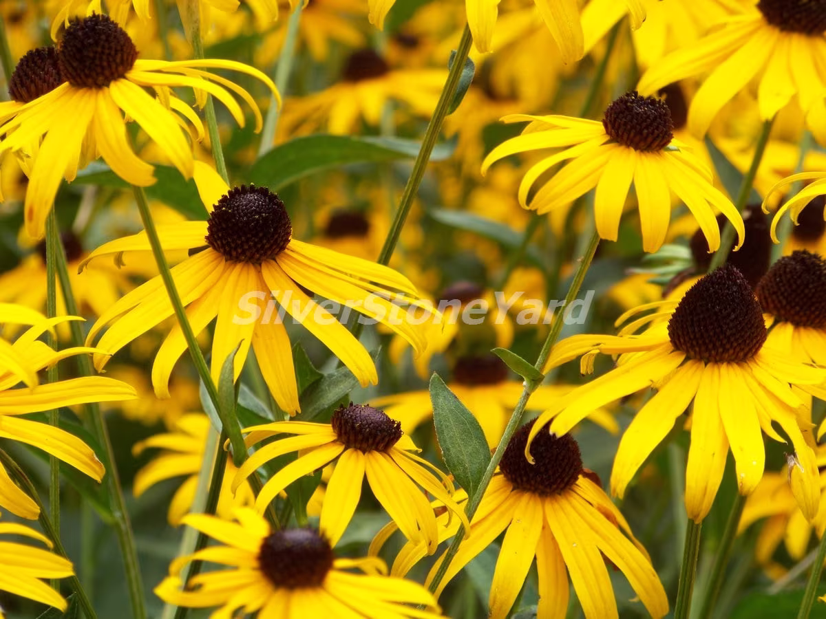 Rudbeckia Seeds, 1000000 Hirta, Ukrainian Organic Seeds, Sw761